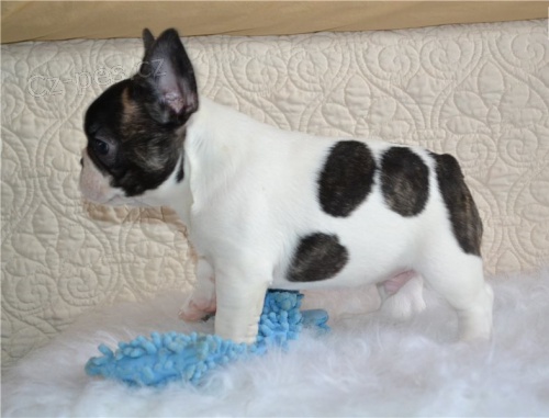 Francouzsky buldo�ek �t��ata na V�noce.