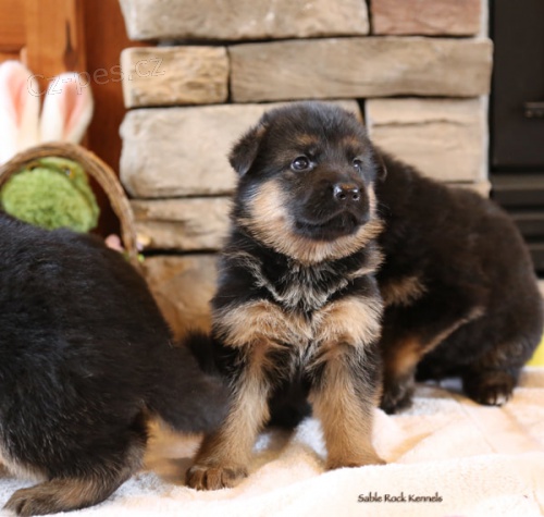 N�meck�ho ov��ka �t��ata na V�noce.