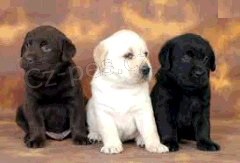 Labradorsk� retr�vr �t��ata na V�noce.