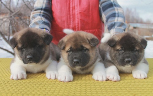 Akita inu �t��ata na V�noce.