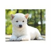 Roztomil� a hezk� �t��ata Shiba Inu