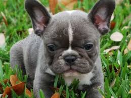 francouzsk� buldo�ek �t�n�