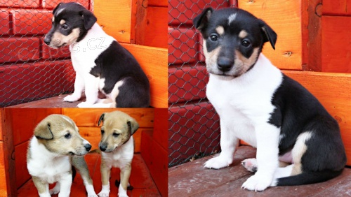 Kolie kr�tkosrst�