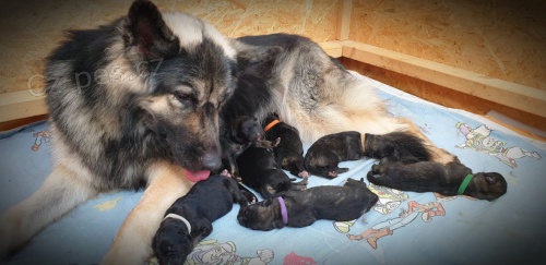 Shilohsk� ov��k s pp