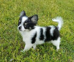 Super roztomil� �t�n� Chihuahua