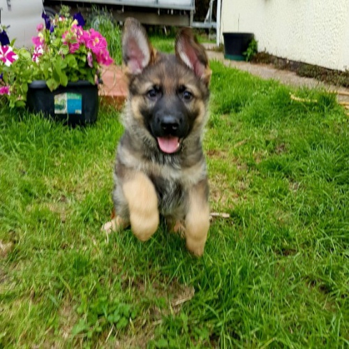 Miluj�c� n�meck� ov��k