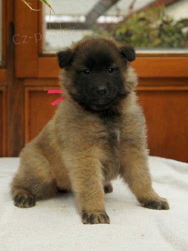 Belgick� ov��k - Tervueren