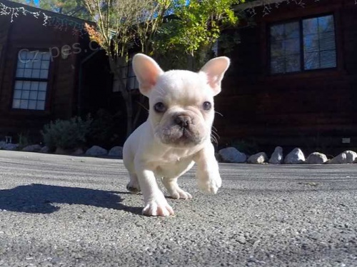 Kvalitn� AKC Francouzsk� buldo�ek Puppy zdarma!