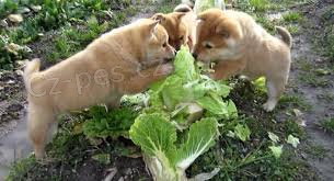 Shiba Inu �t��ata pro adopci