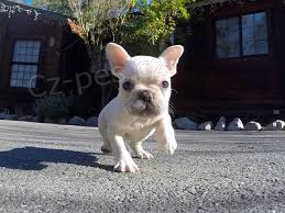 Ohromuj�c� vr�ek N�dhern� AKC Reg French Bulldog Puppies
