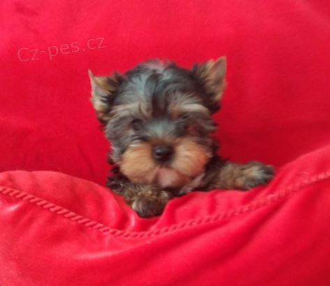 Jork��r teri�r-�t���tka s PP