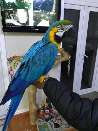 Prod�m  Ara Ararauna papou�ci 