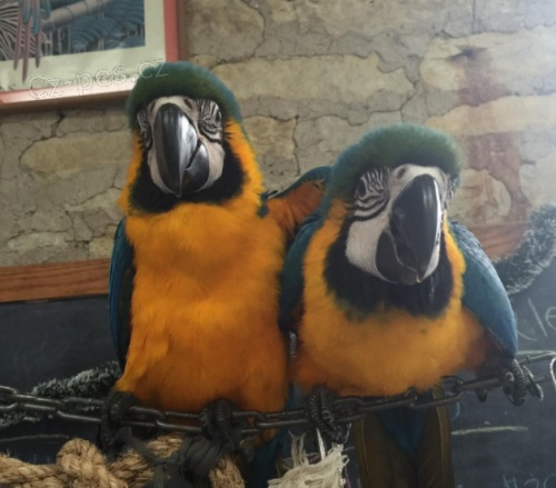 Prod�m  Ara Ararauna papou�ci