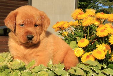 Labradorsk� retr�vr na prodej s PP