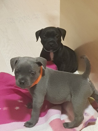 Americk� staford��rsk� teri�r