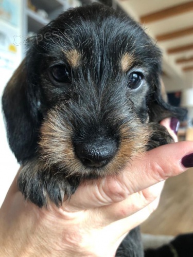 Jezev��k drsnosrst� trpasli�� - psi