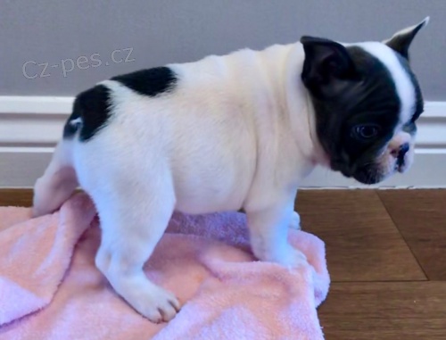 Fawn francouzsk� mu� na prodej