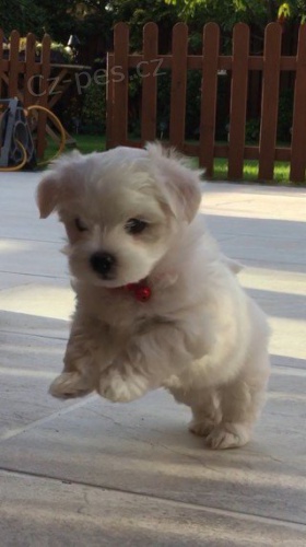 Rozko�n� maltsk� chlape�ek