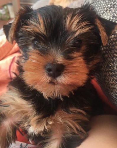 York��rsk� teri�r s PP