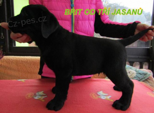 Labradorsk� retr�vr