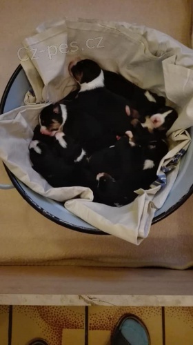 �t���tka Appenzellsk� sala�nick�  pes