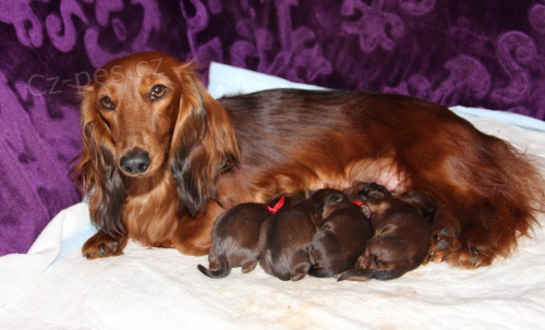 Jezev��k dlouhosrst� trpasli��, kr�li��