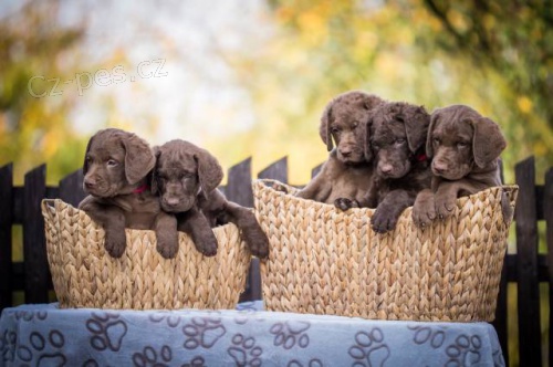 Chesapeake bay retriver s PP(jako hn�d� labrador)