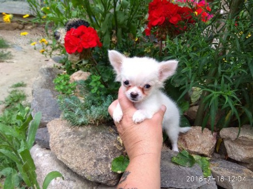 �ivava "plav� fenka"