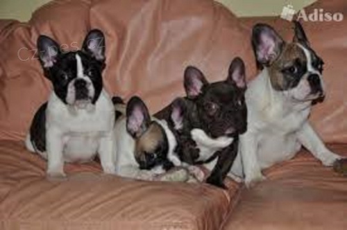 Francouzsk� buldo�ek �t��ata