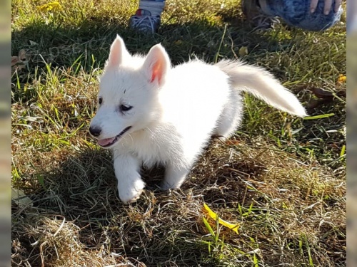 Pon�kam �teniatka sib�rsky husky