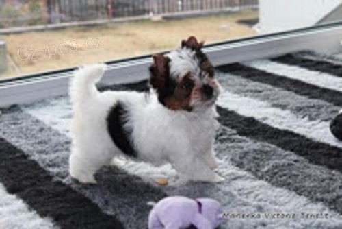 �t���tka baren�ch jork��rku s PP