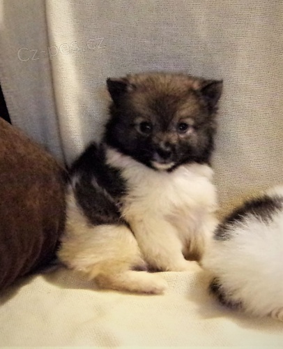 N�meck� �pic s PP