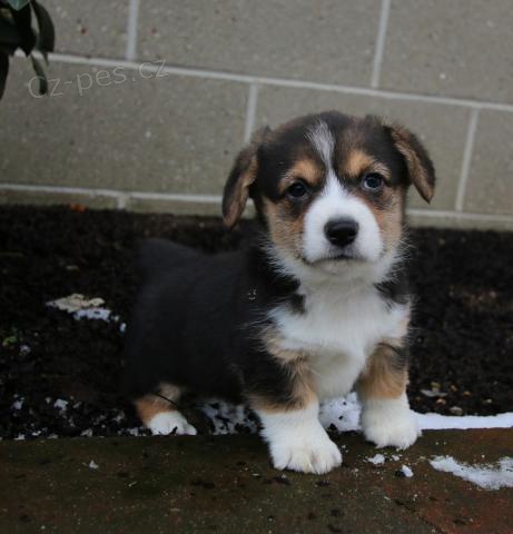 �t���tka p��telsk� vel�tiny Corgi (Pembroke)