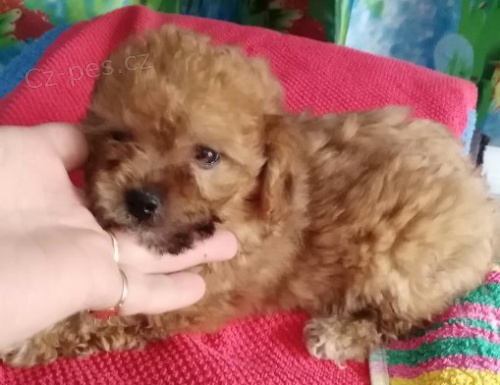 Bolo�sk� barevn� ps�k