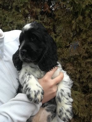 Anglick� kokr�pan�l s PP