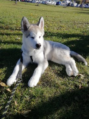 Alja�sk� malamut