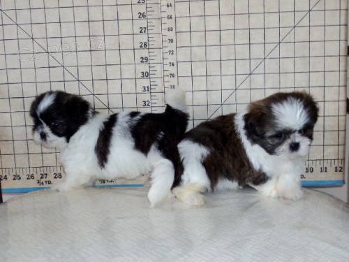 �t���tka shih-tzu s PP (shi-tzu)