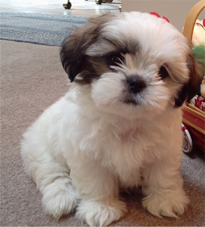 �t���tka shih-tzu s PP (shi-tzu)