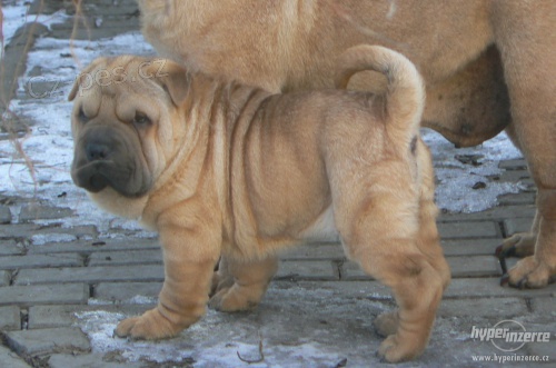 �arpej - �t��ata