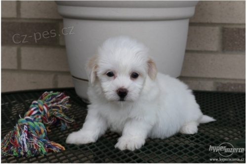 �ena Coton De Tulear na predaj