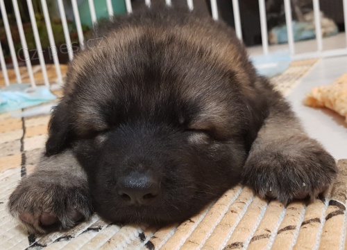 Shilohsk� ov��k