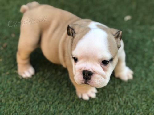 Anglick� buldok �t��ata.