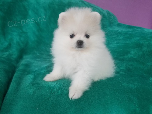  Pomeranian �t��ata.