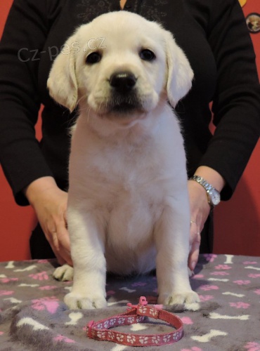 Smetanov� �t���tka labradora s PP