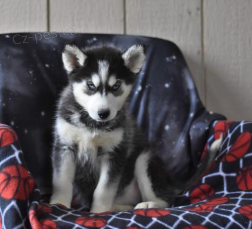 ��astn� sibi�sk� Husky �t���tka