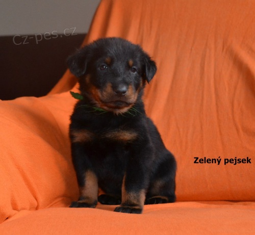 Francouzsk� ov��k - Beauceron