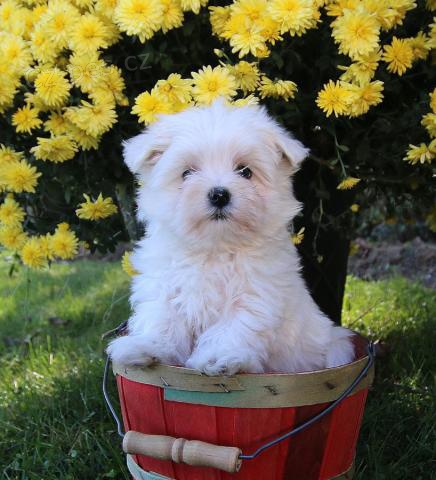 miluj�c� malt�zsk� �t��ata k p�ijet�