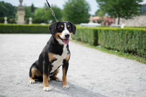 Entlebu�sk� sala�n�cky pes