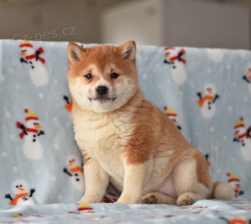 Rozko�n� �t�n� Shiba Inu