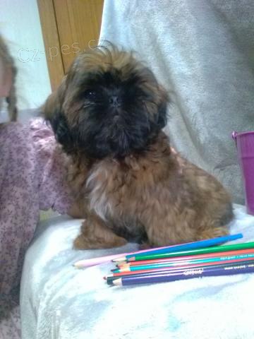 ��astn� �t�n� Shih Tzu